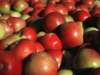 Äpfel als Symbol für Personalauswahl